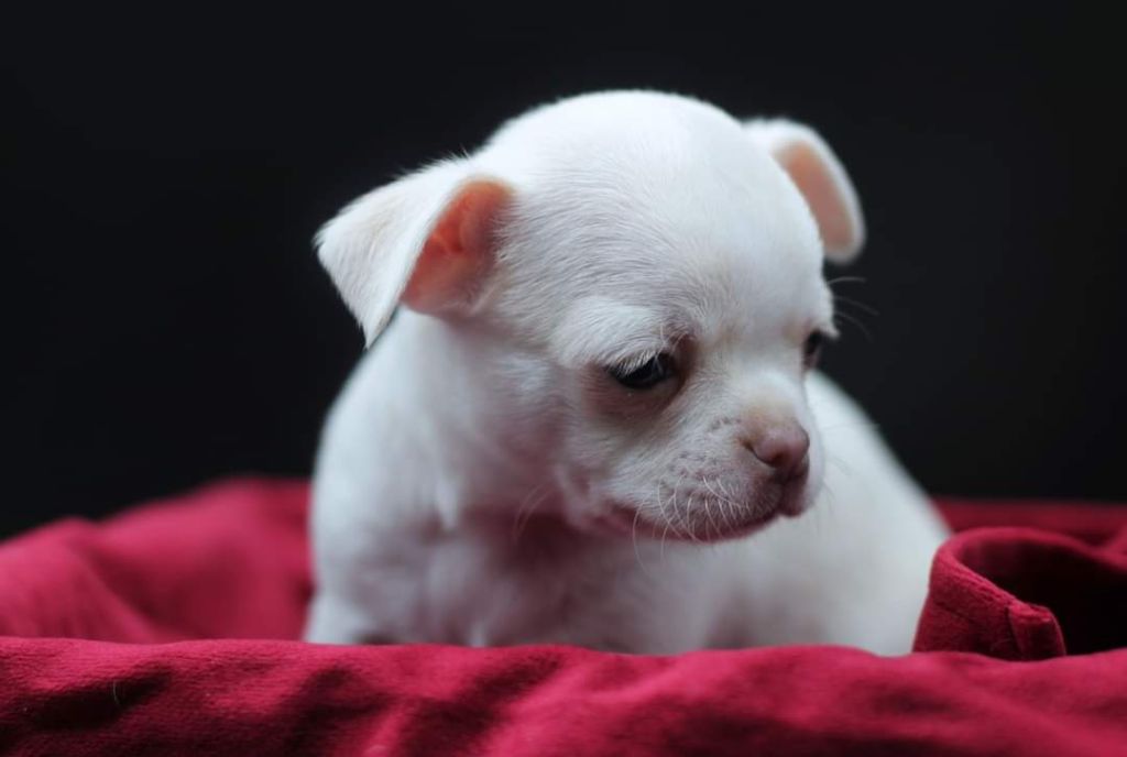 des Petites Etoiles de Pégase - Chiot disponible  - Chihuahua