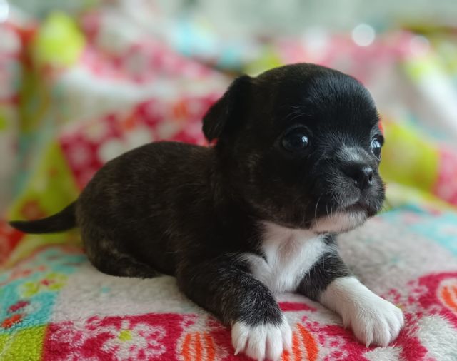 des Petites Etoiles de Pégase - Chiot disponible  - Chihuahua