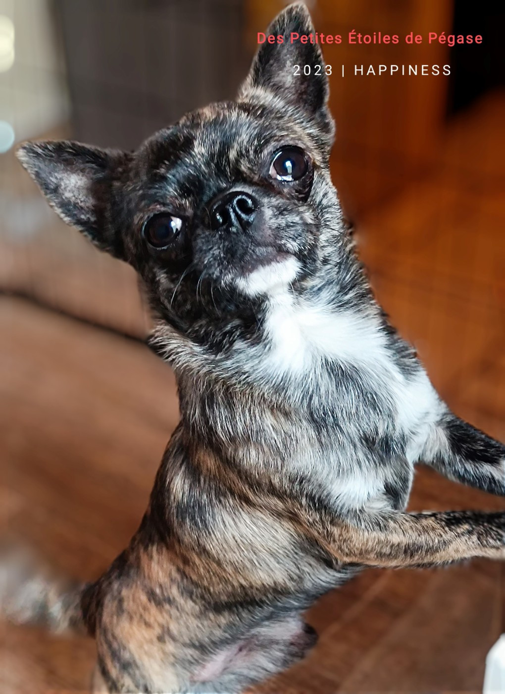 Tiger king of the night de la isla encantada