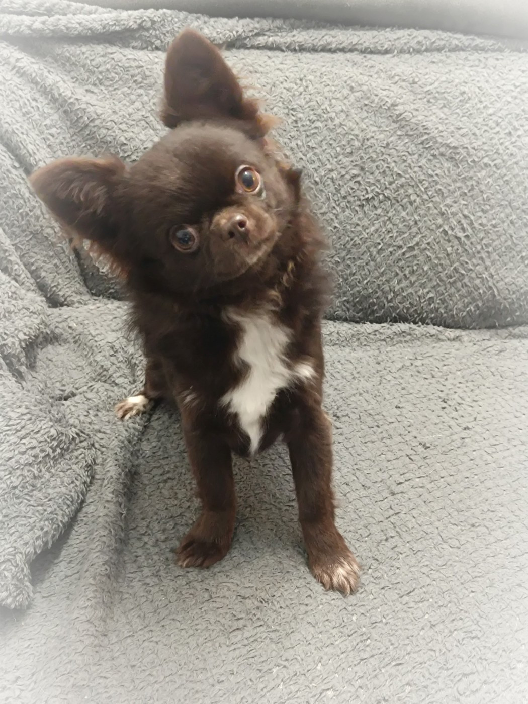 Angelo Mio Les Anges De Sidonie