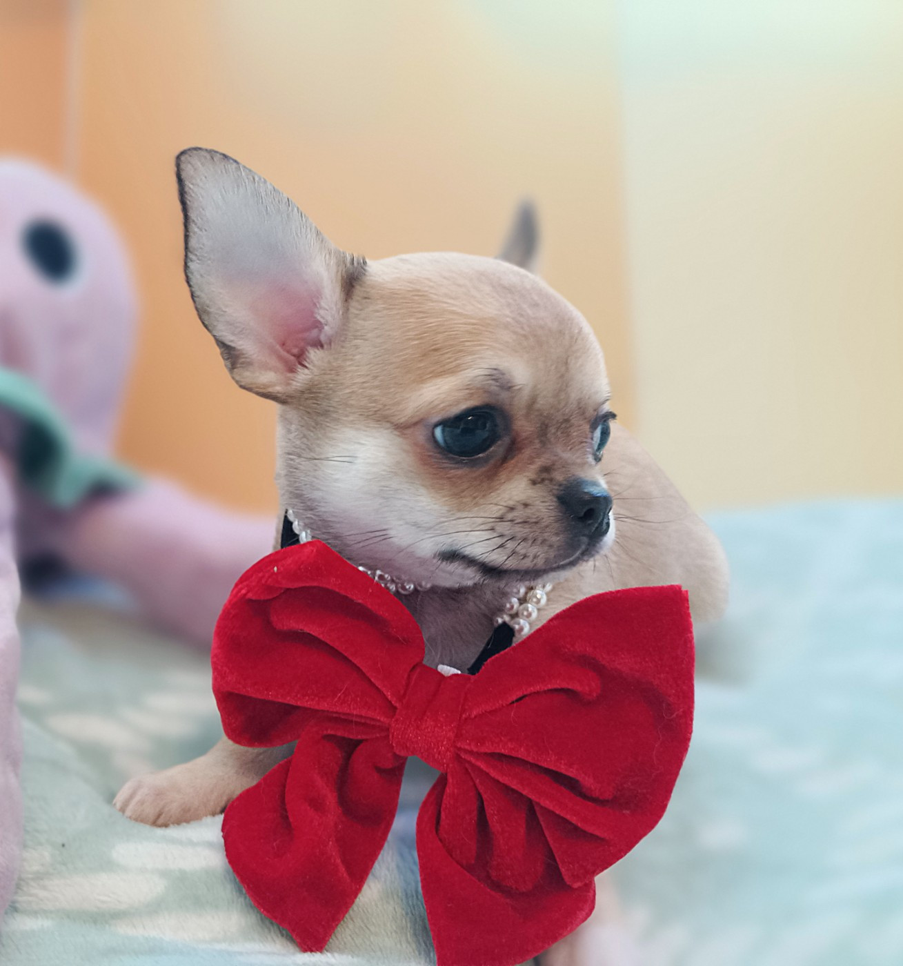 des Petites Etoiles de Pégase - Chiots disponibles - Chihuahua