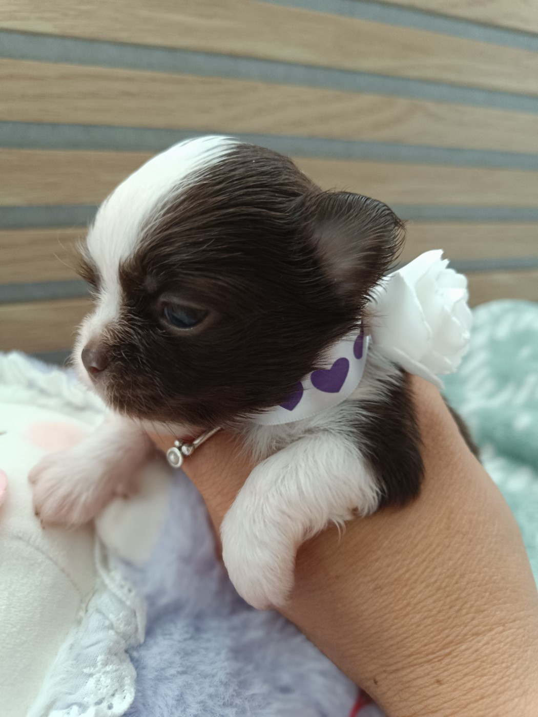 des Petites Etoiles de Pégase - Chiots disponibles - Chihuahua