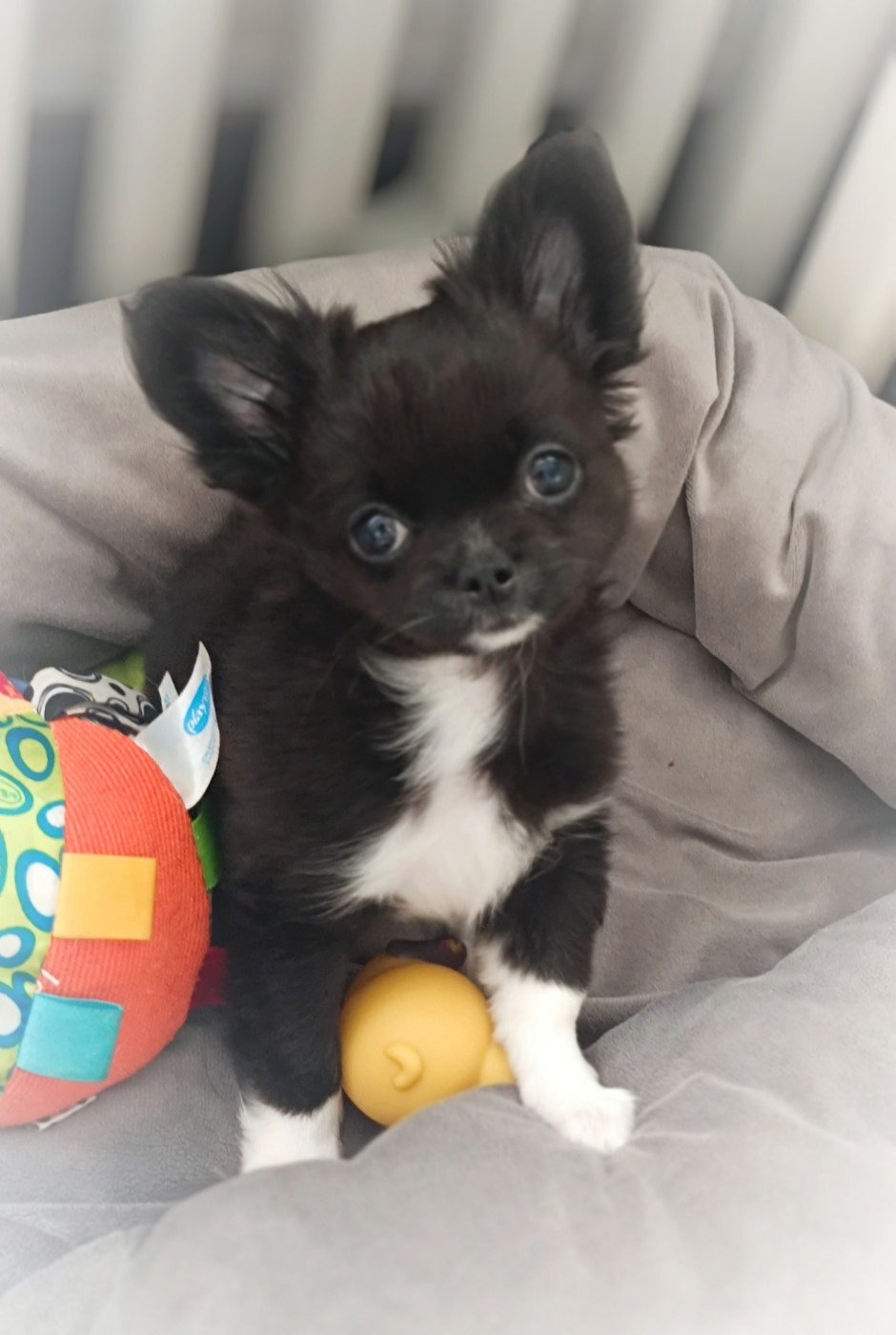 des Petites Etoiles de Pégase - Chiots disponibles - Chihuahua