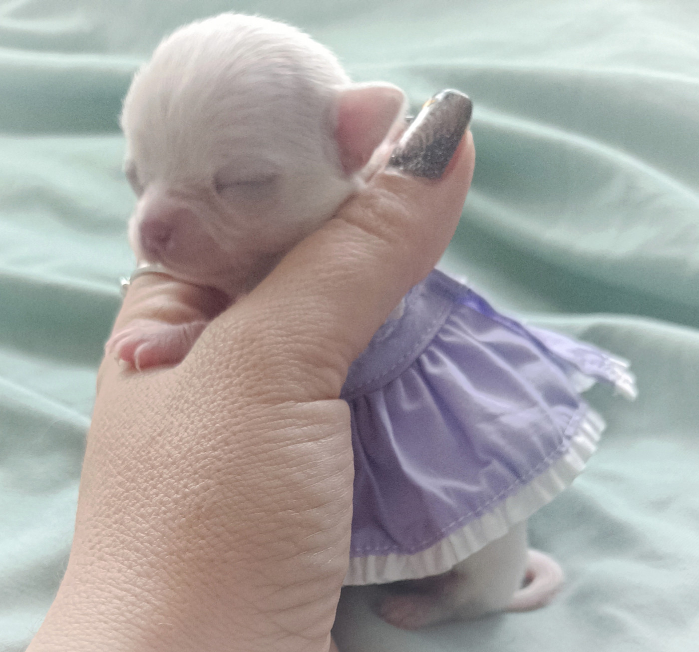 des Petites Etoiles de Pégase - Chiots disponibles - Chihuahua