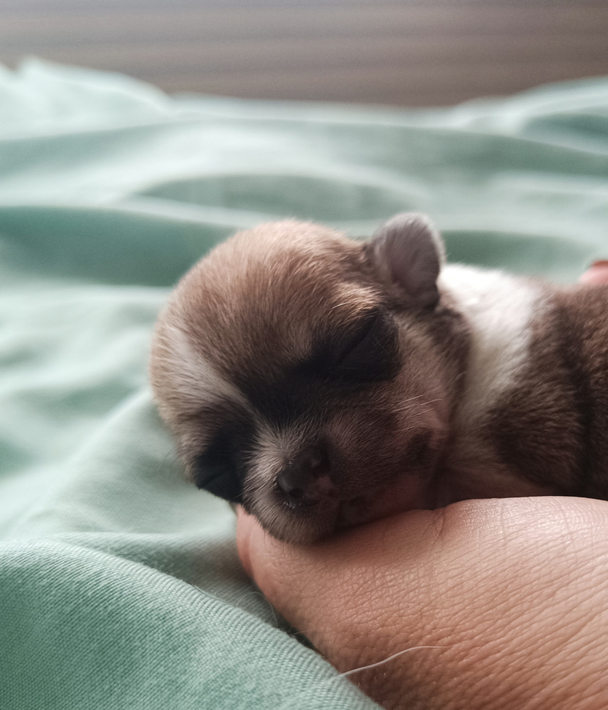 des Petites Etoiles de Pégase - Chiots disponibles - Chihuahua