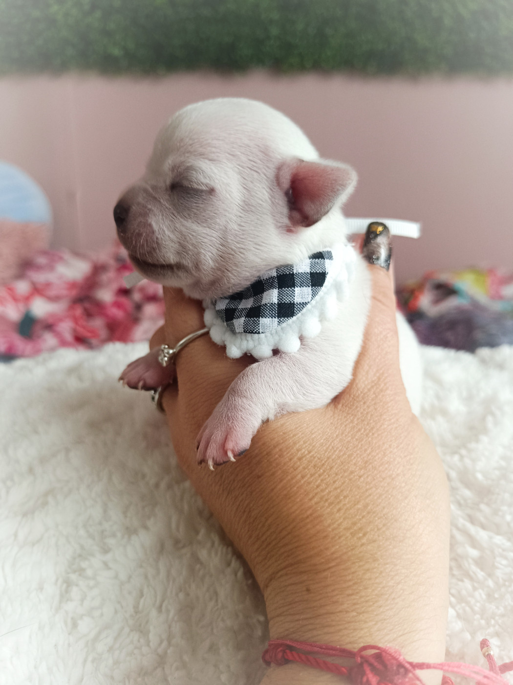 des Petites Etoiles de Pégase - Chiots disponibles - Chihuahua