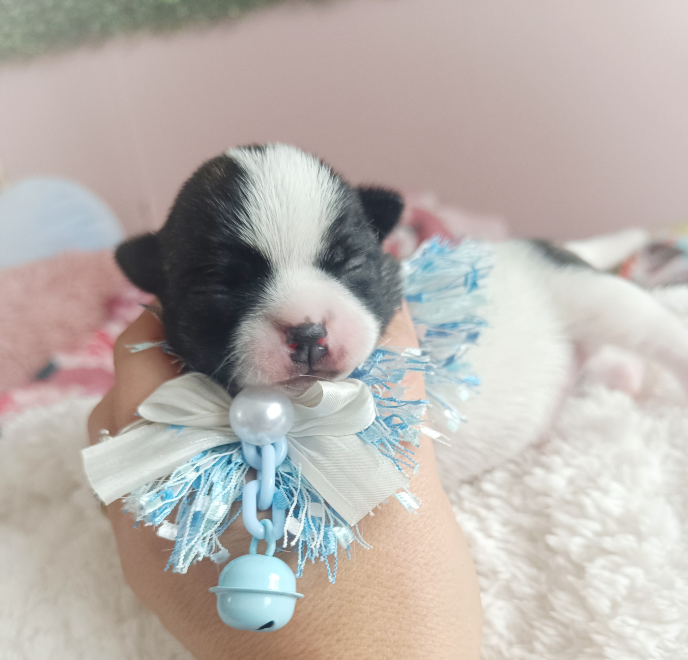des Petites Etoiles de Pégase - Chiots disponibles - Chihuahua