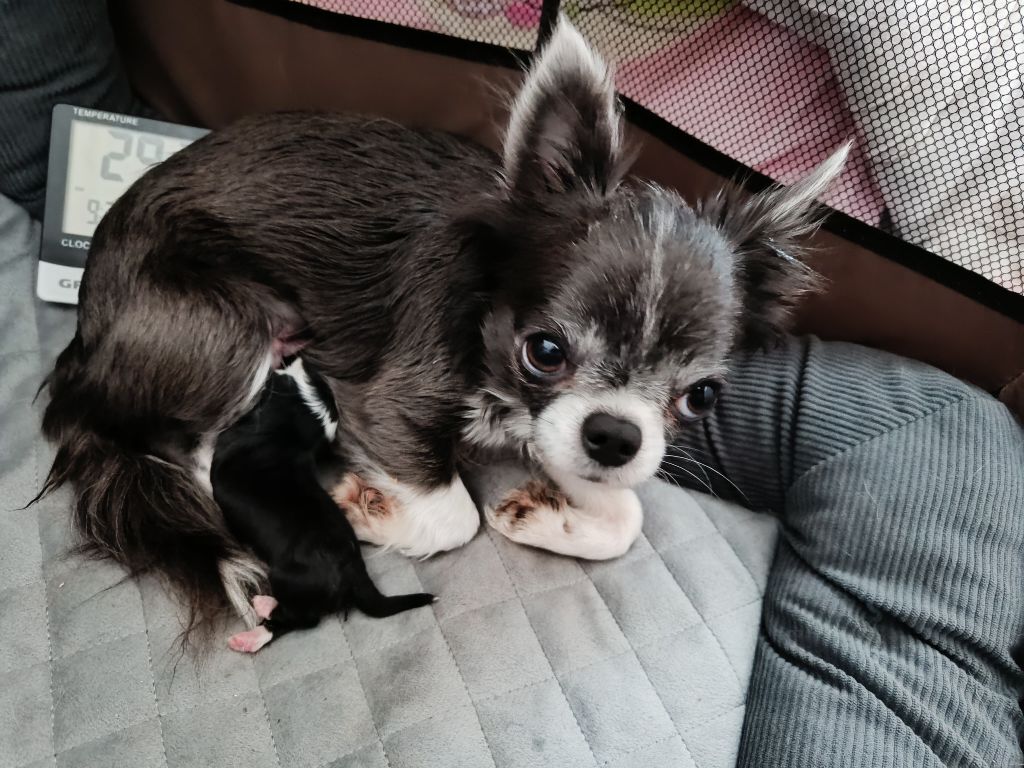 Chiot Chihuahua des Petites Etoiles de Pégase