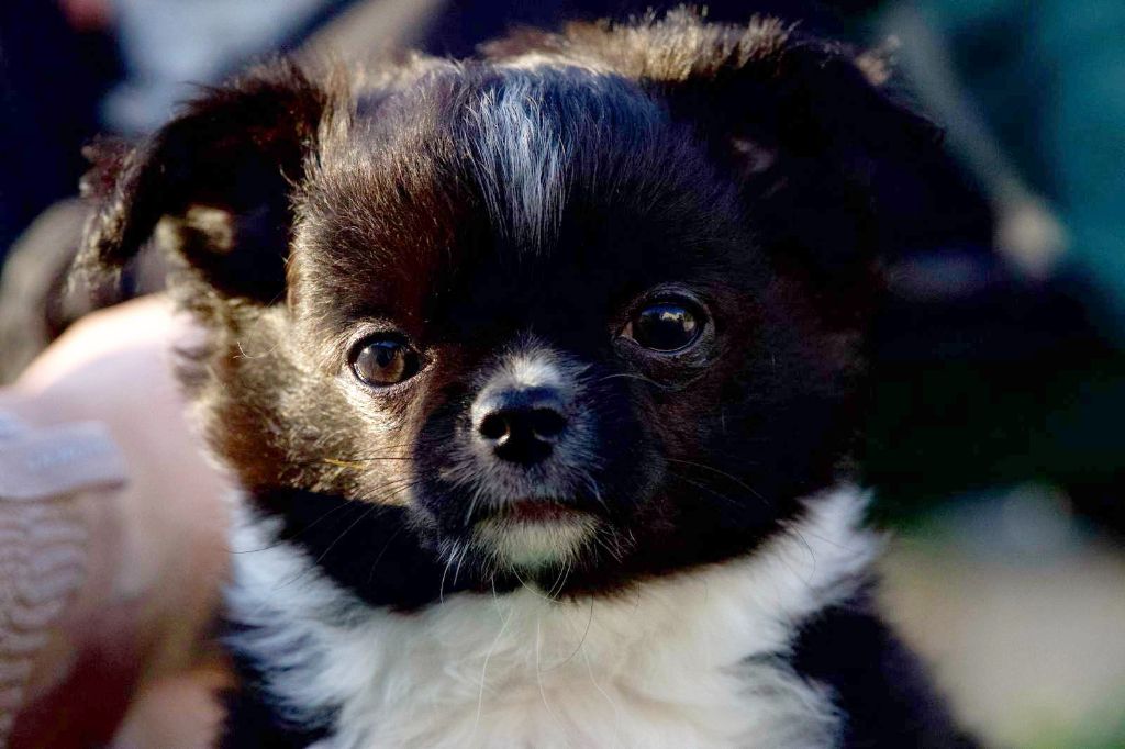 des Petites Etoiles de Pégase - Chiots disponibles - Chihuahua