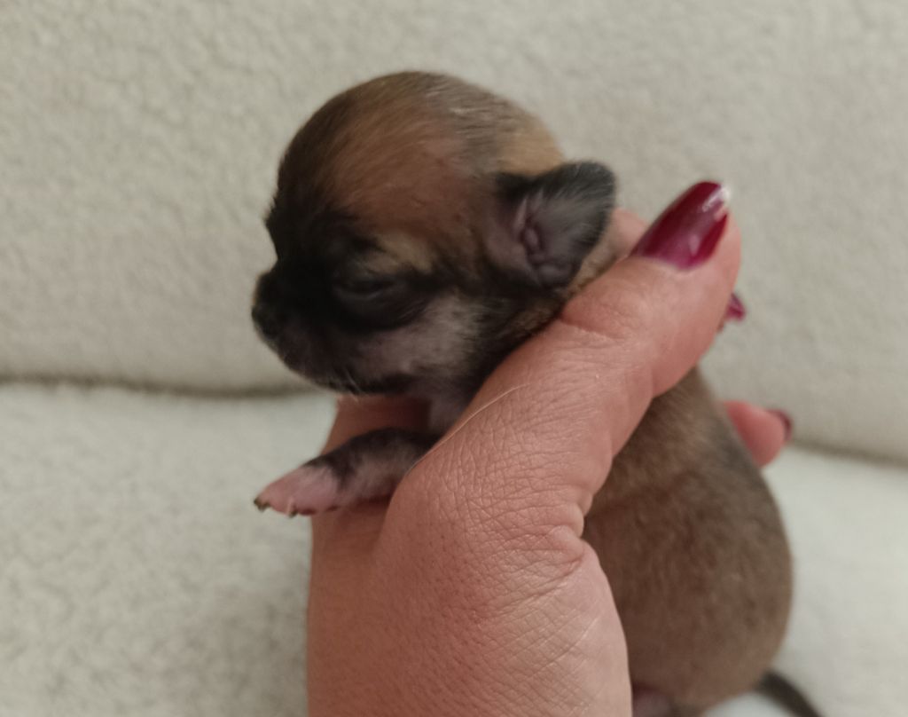 des Petites Etoiles de Pégase - Chiots disponibles - Chihuahua